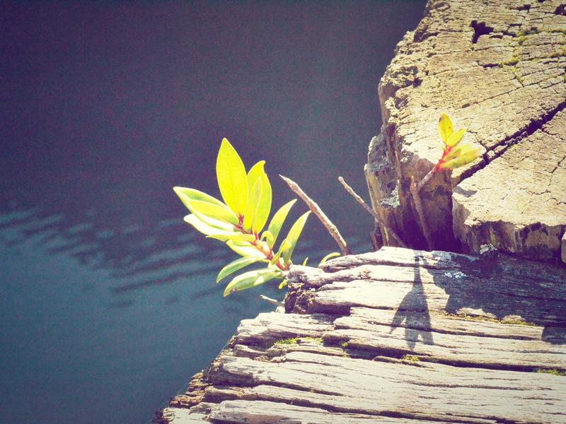 landscape - Research