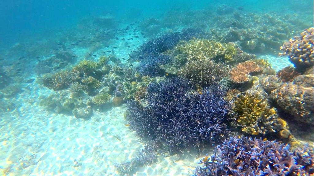 仙本那 - 上帝的水族箱